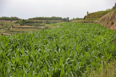 【乡村振兴一线行】王铺镇:玉米大豆带状复合示范种植实现一地两种双丰收