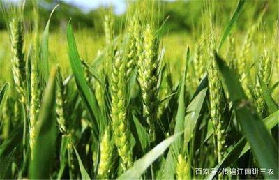 传遍江南讲三农:大麦是一种粮食农作物,在种植的时候也有方法